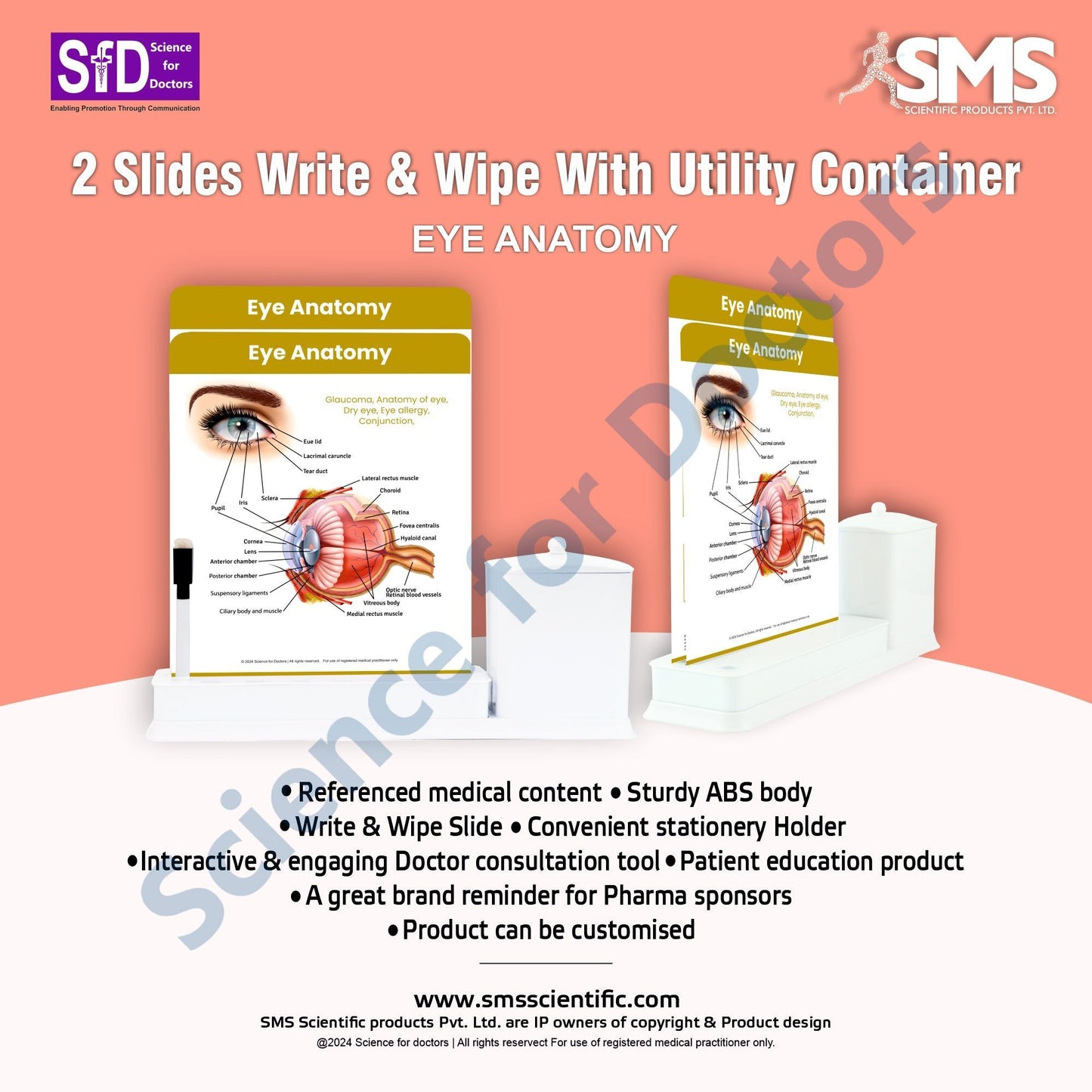 Eye Anatomy - 2 Slide Write Wipe With Utility Container