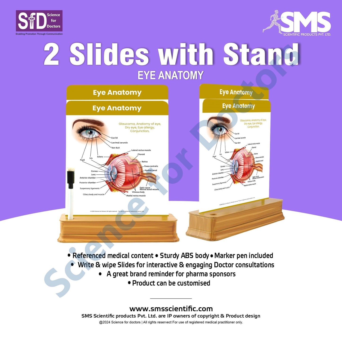 Eye Anatomy - 2 Slides With Stand