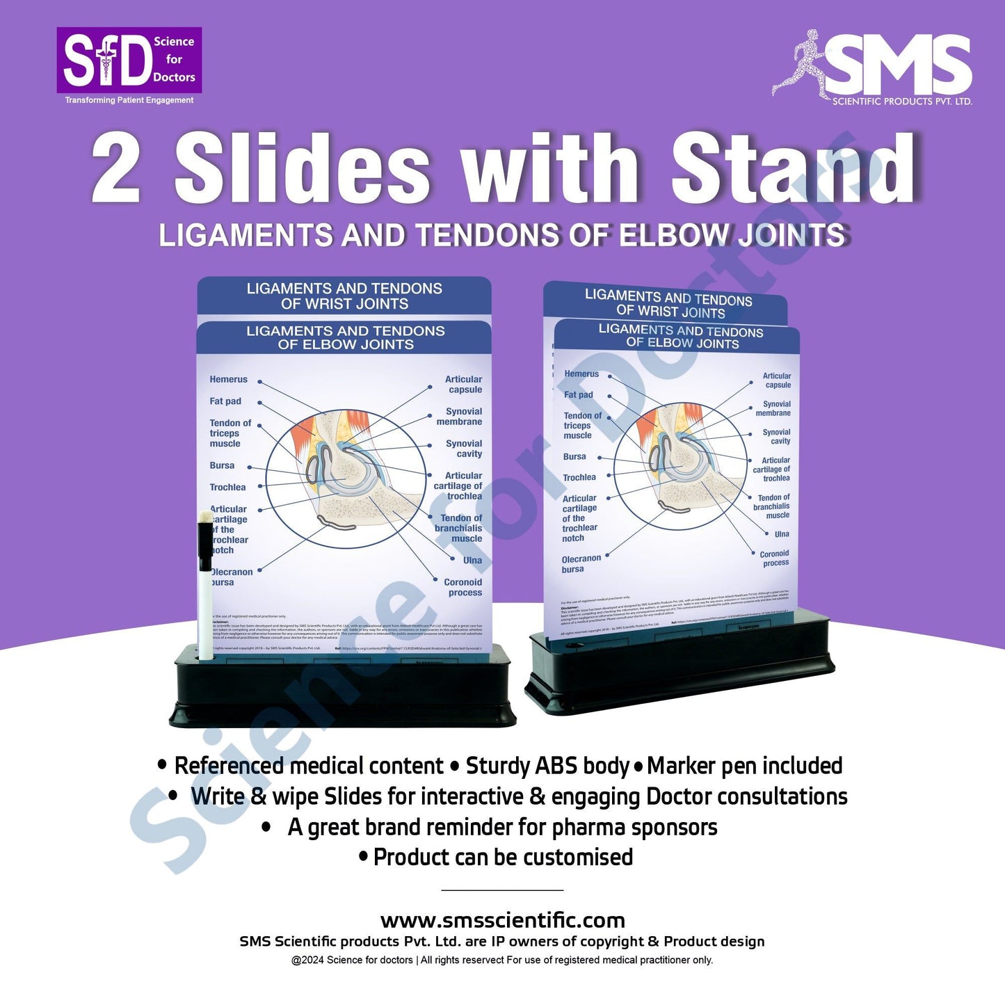 Ligaments and Tendons of Elbow Joints: 2 Slides on stand