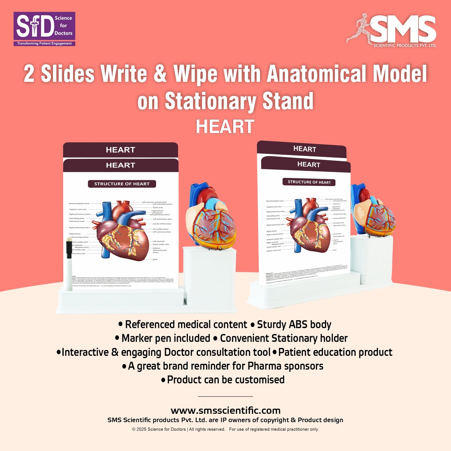 Heart: 2 Slides Write & Wipe with Anatomical Model on Stationary Stand