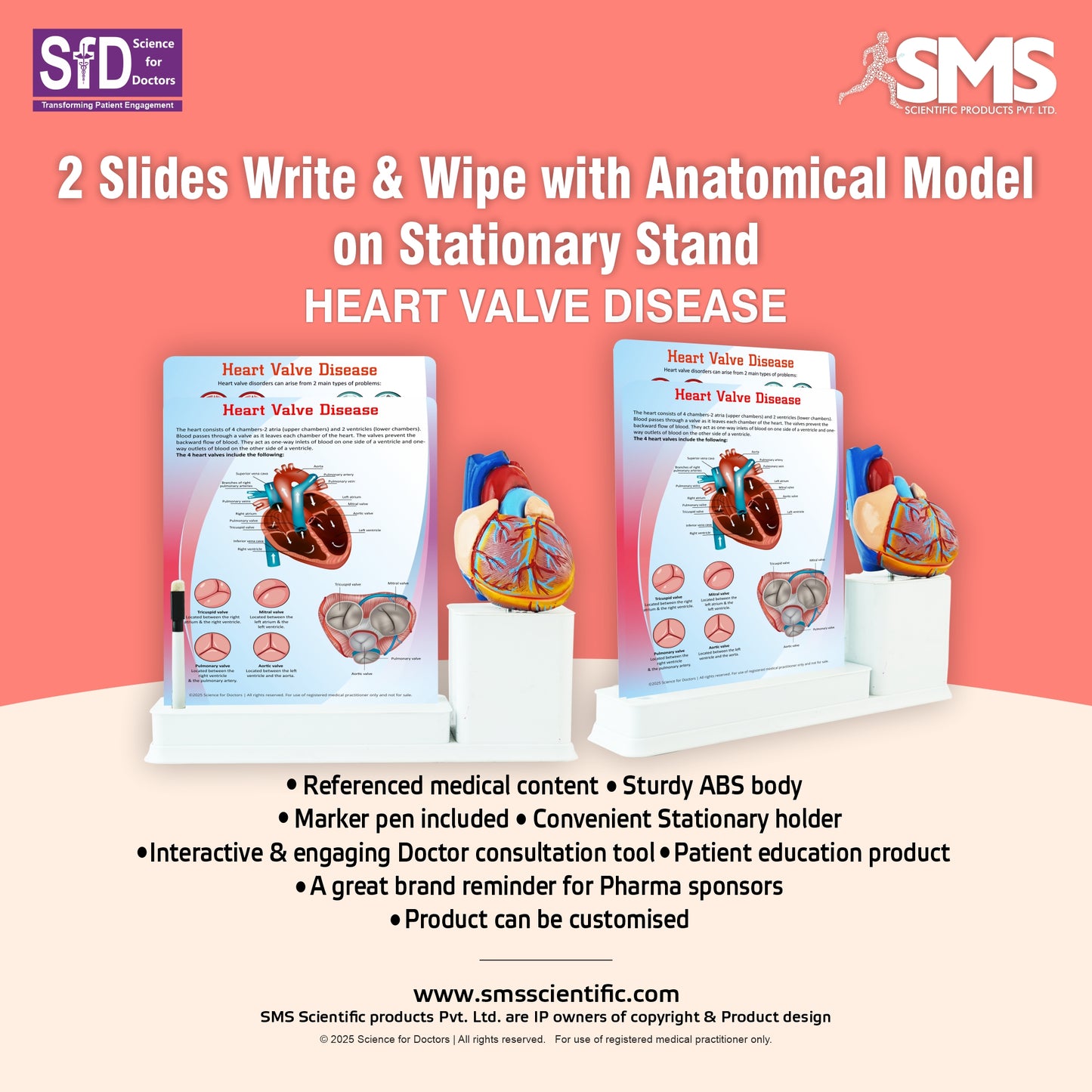 Heart Valve Disease: 2 Slides Write & Wipe with Anatomical Model on Stationary Stand