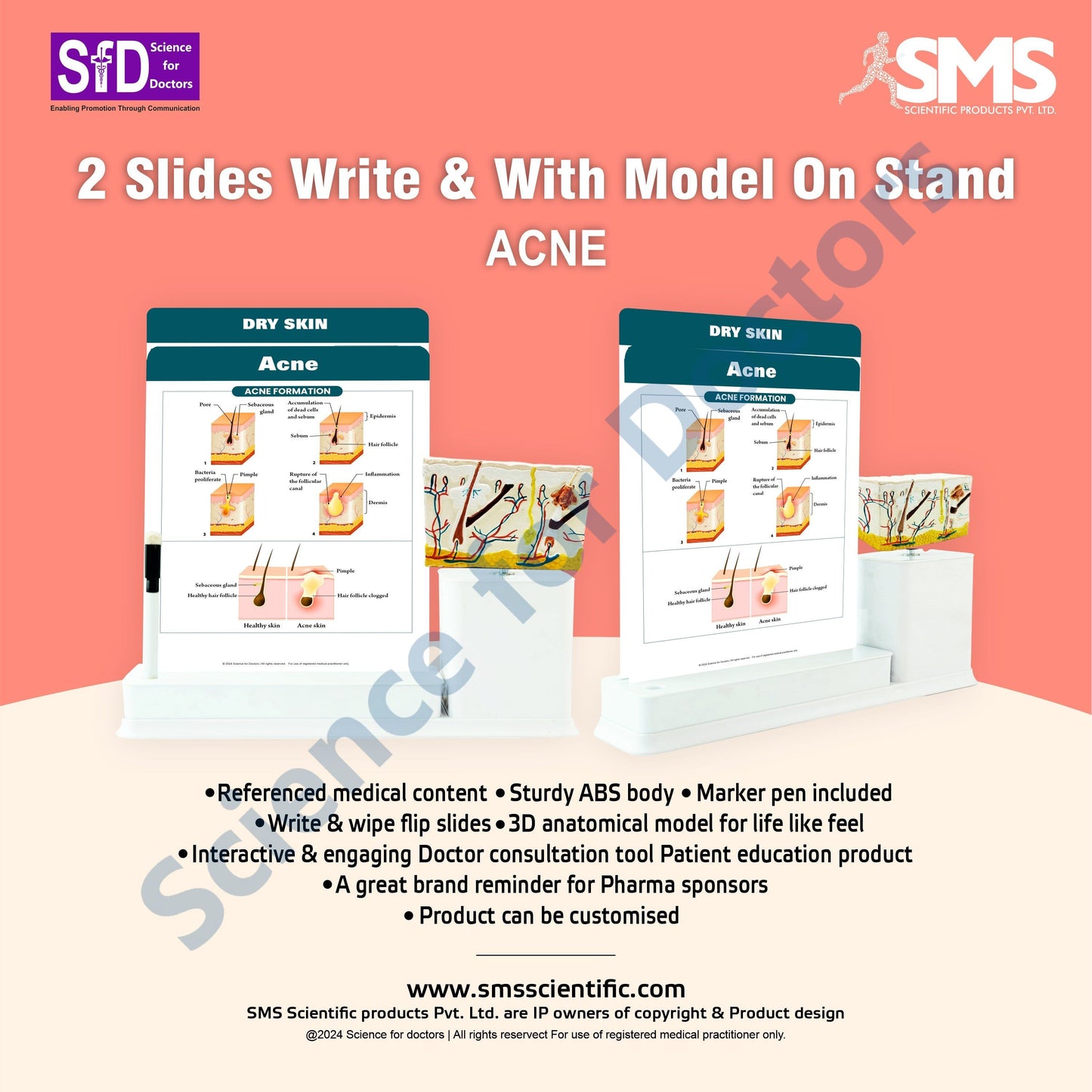 Acne: 2 Slides Write and Wipe with Anatomical Model On Stand