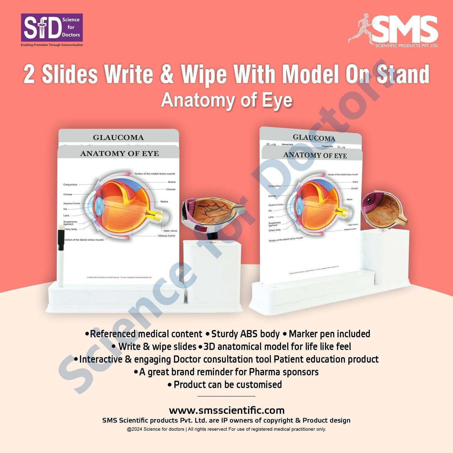 2 Slides Write and Wipe with Model On Stand - Anatomy of Eye