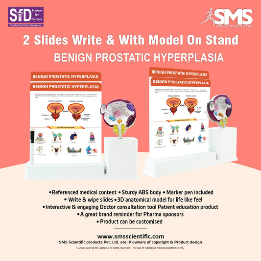 Benign Prostatic Hyperplasia : 2 Slides Write and Wipe with Model On Stand