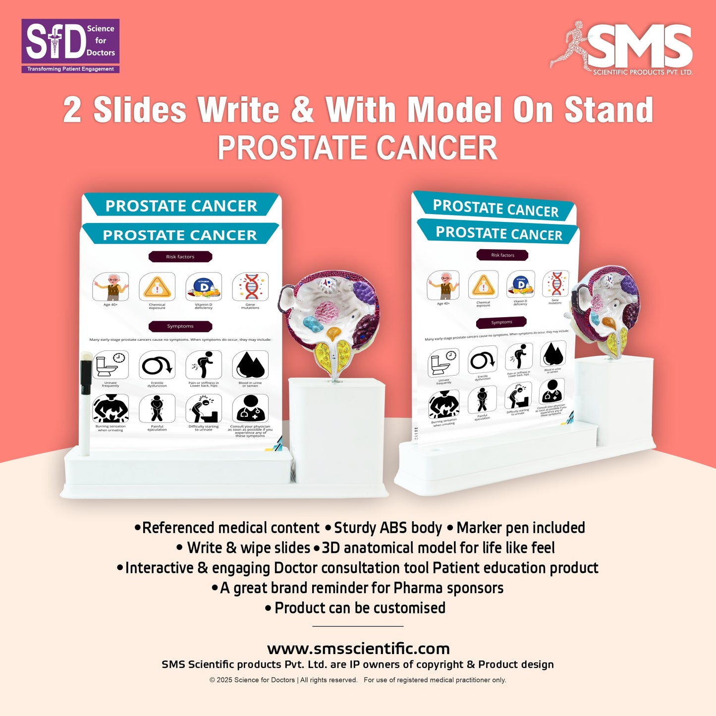 Prostate Cancer_1: 2 Slides Write and Wipe with Model On Stand