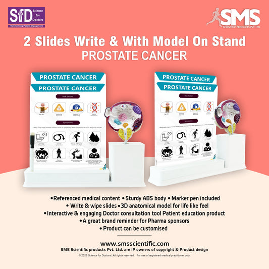 Prostate Cancer_1: 2 Slides Write and Wipe with Model On Stand