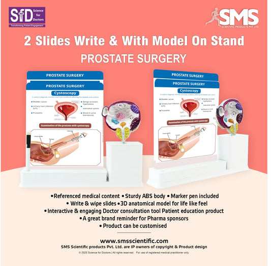 Prostate Surgery: 2 Slides Write and Wipe with Model On Stand