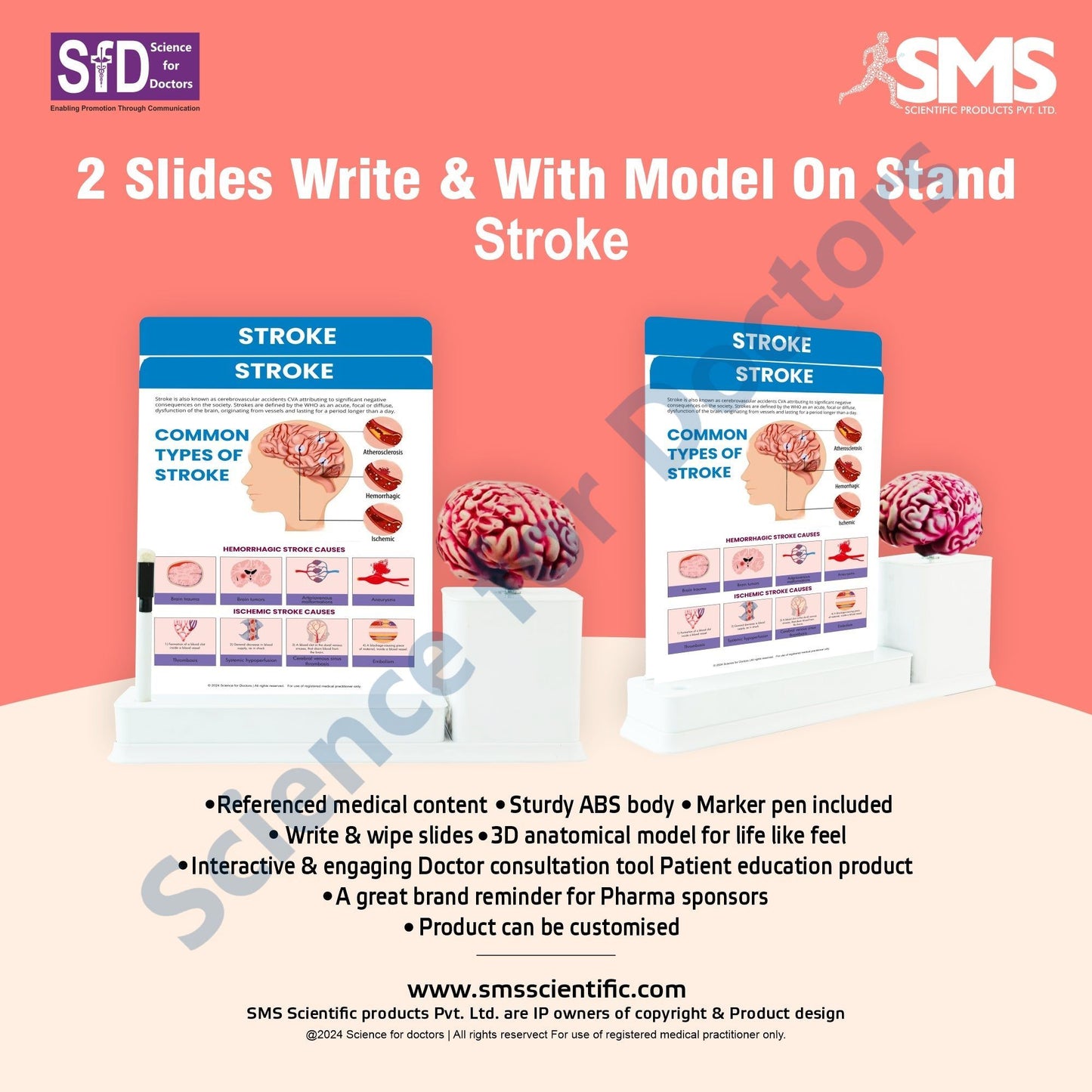 Stroke: 2 Slides Write and Wipe with Anatomical Model On Stand