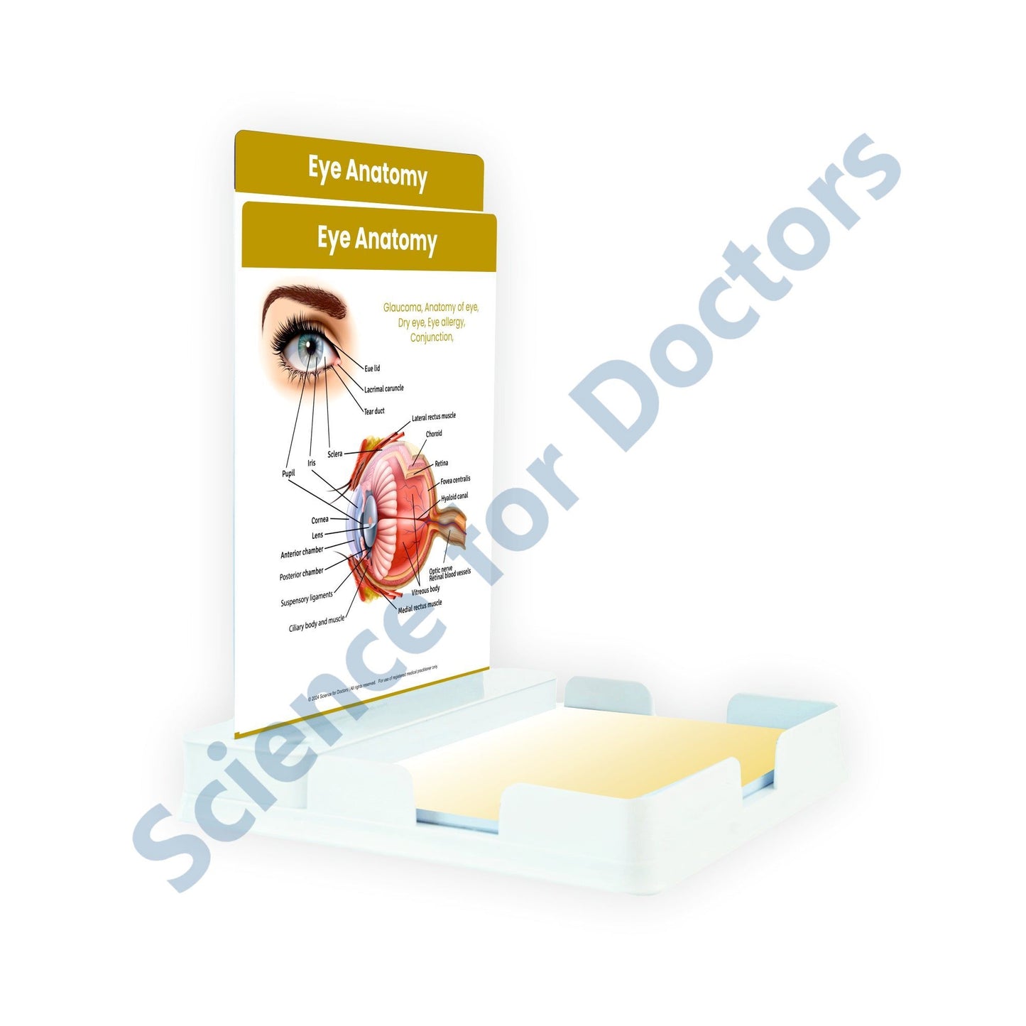 Eye Anatomy: 2 Slides Patient Leaflet Tray