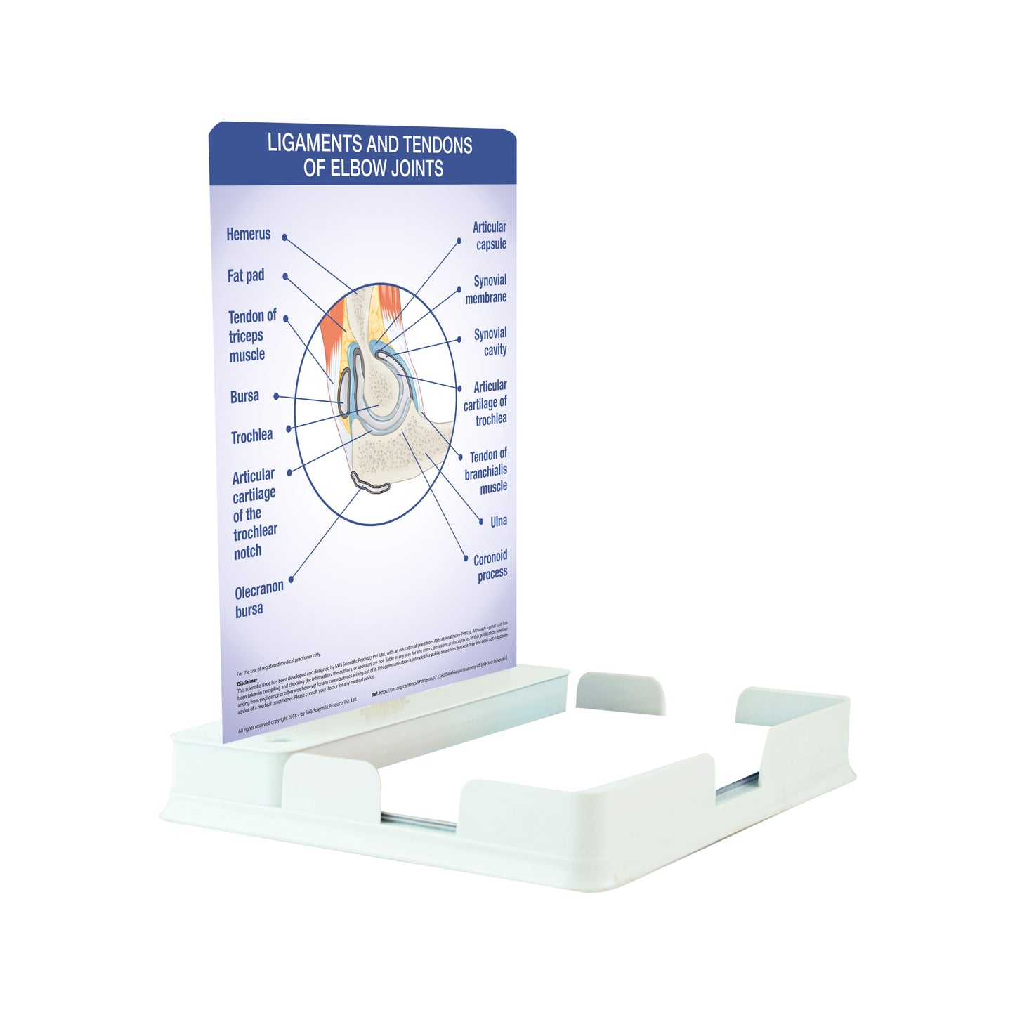 Ligaments and Tendons of Elbow Joints: 1 Slide with Patient Leaflet Tray