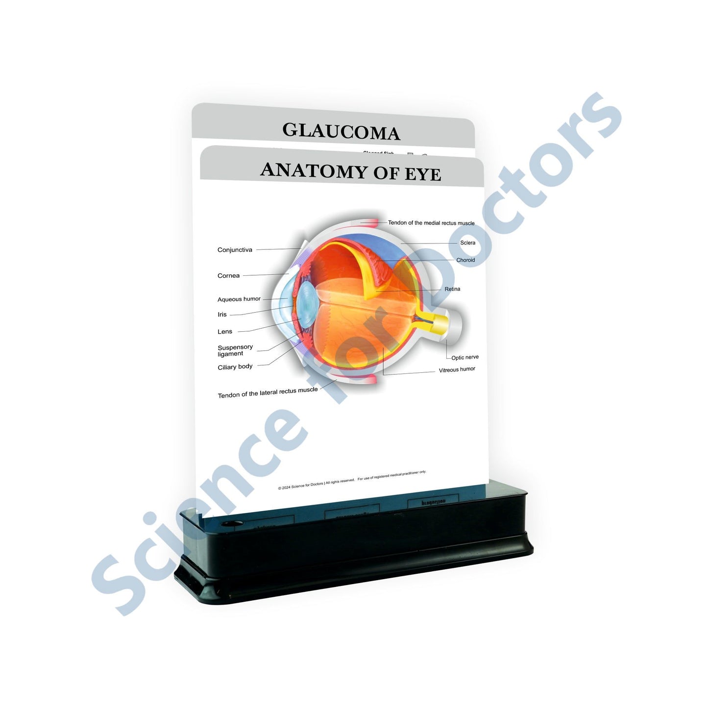 Anatomy of Eye - 2 Slides With Stand