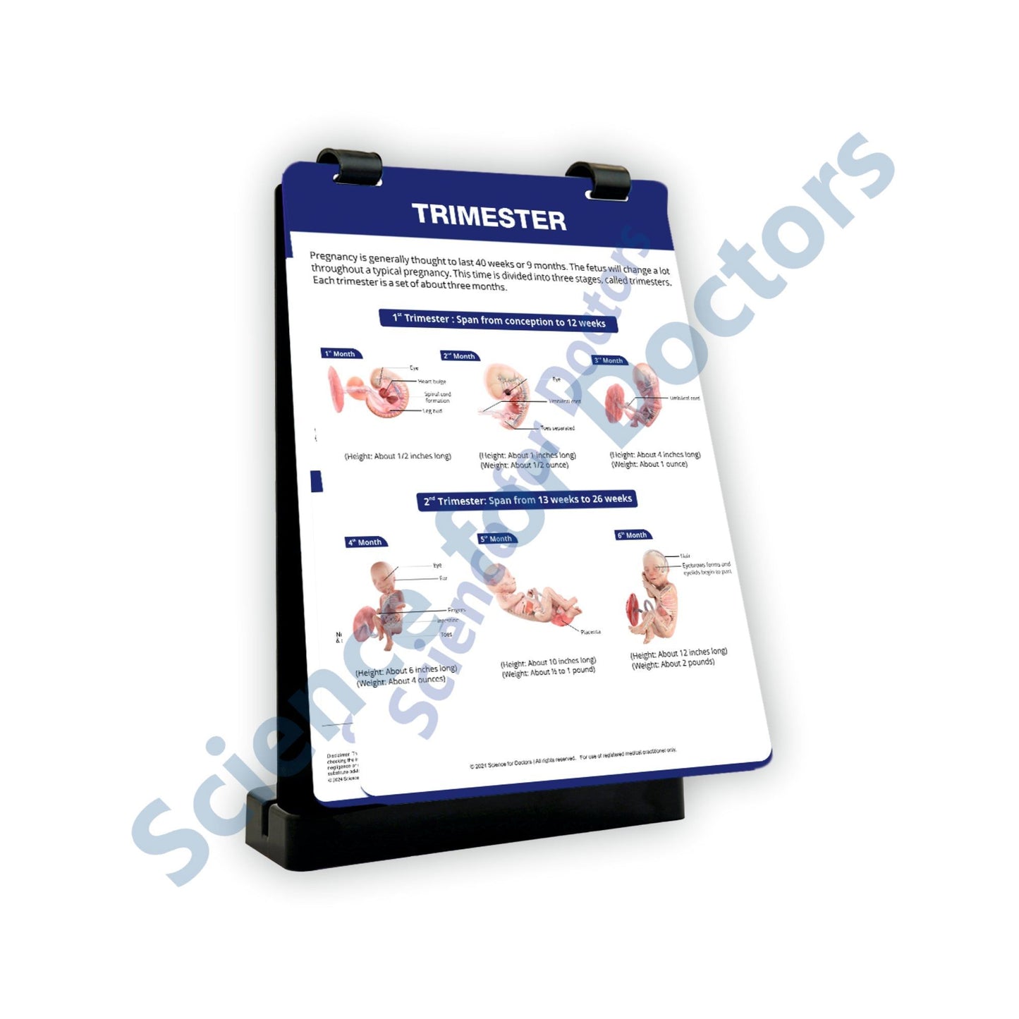 Trimester: A4 Flip Wipe