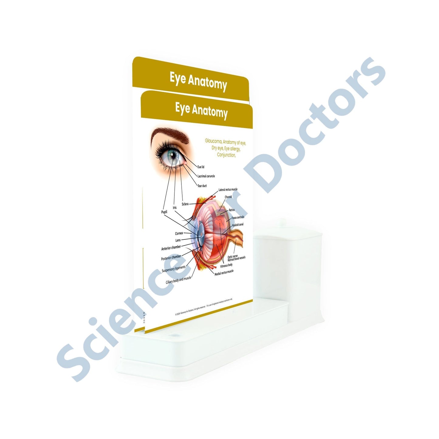 Eye Anatomy - 2 Slide Write Wipe With Utility Container