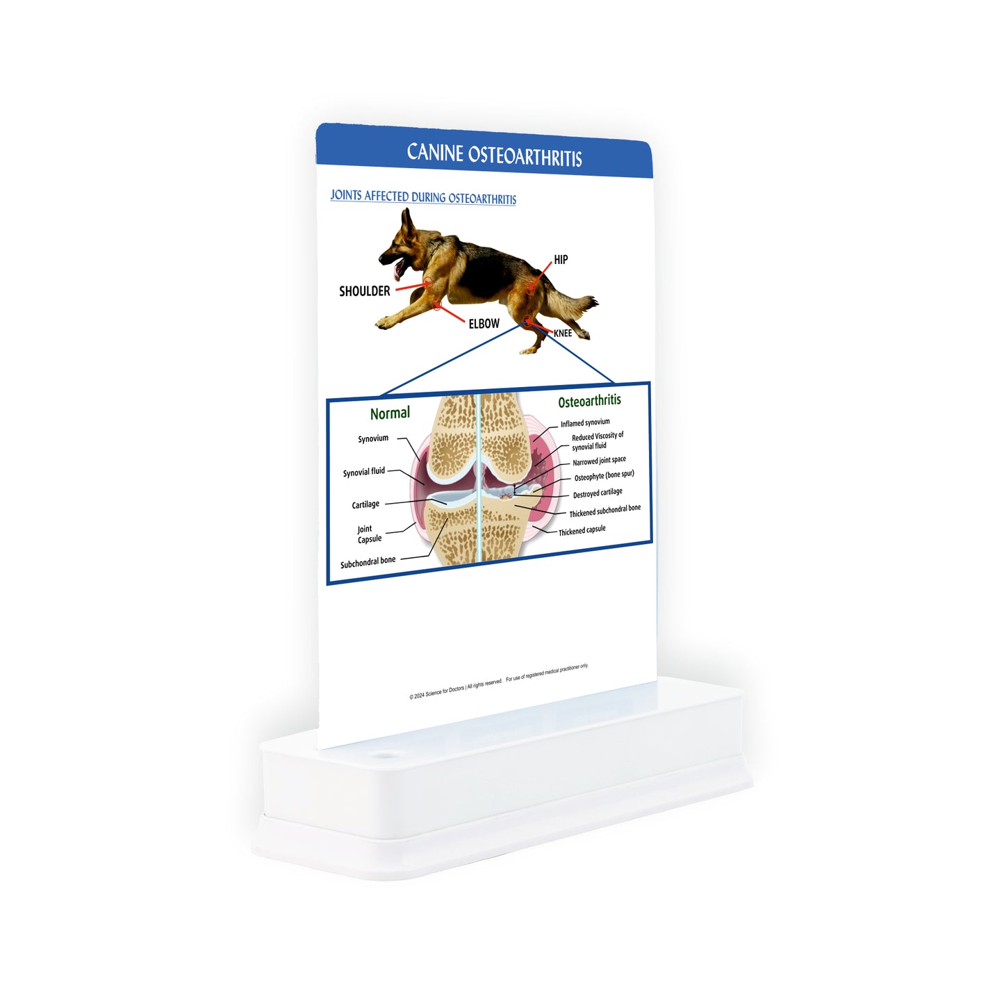 Canine Osteoarthritis: 1 Slide on stand