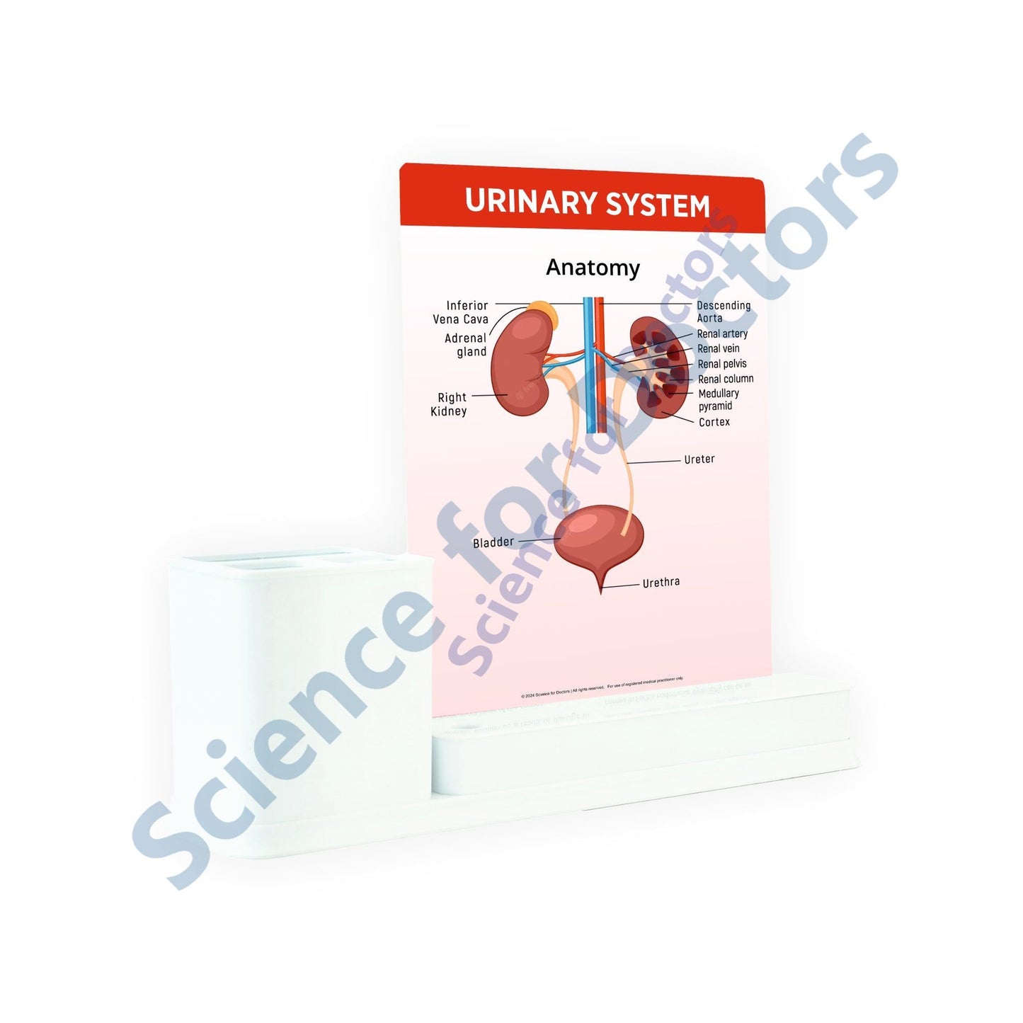 Urinary System: 1 Slides Write & Wipe with Stationary Stand