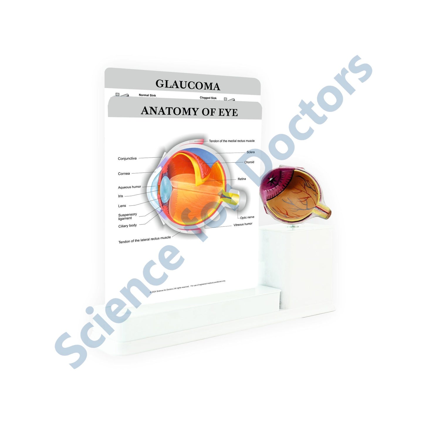 2 Slides Write and Wipe with Model On Stand - Anatomy of Eye