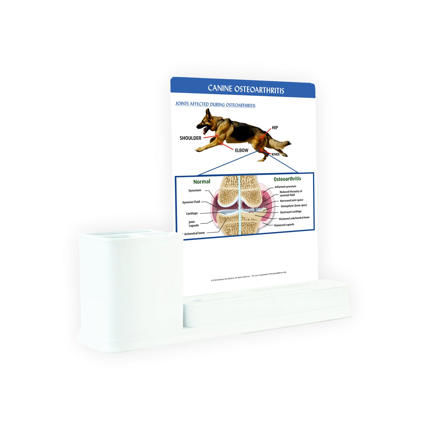 Canine Osteoarthritis: 1 Slides Write & Wipe with Stationary Stand