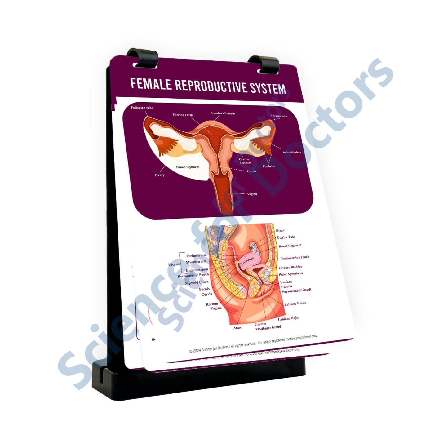 Female Reproductive System: A4 Flip Wipe