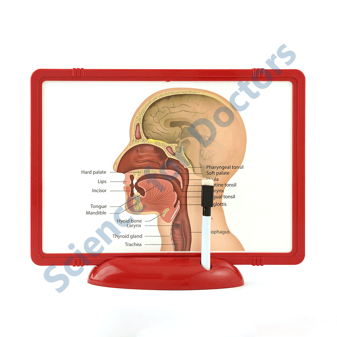 The Ear: The Frame Write and Wipe