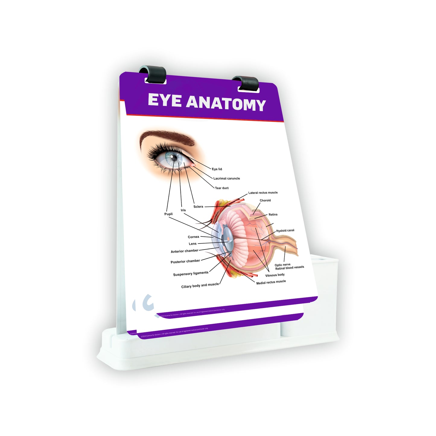A4 Flip wipe With Stationery Stand -  Eye Anatomy