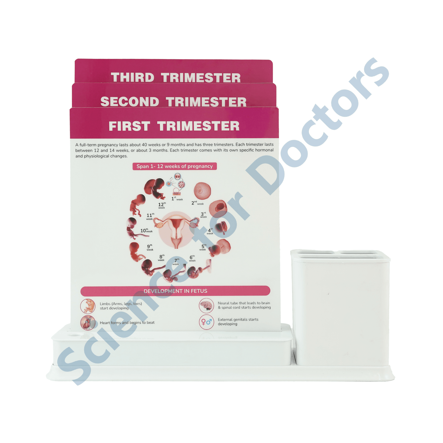 Pregnancy Trimester: 3 Slides Write & Wipe with Stationary Stand