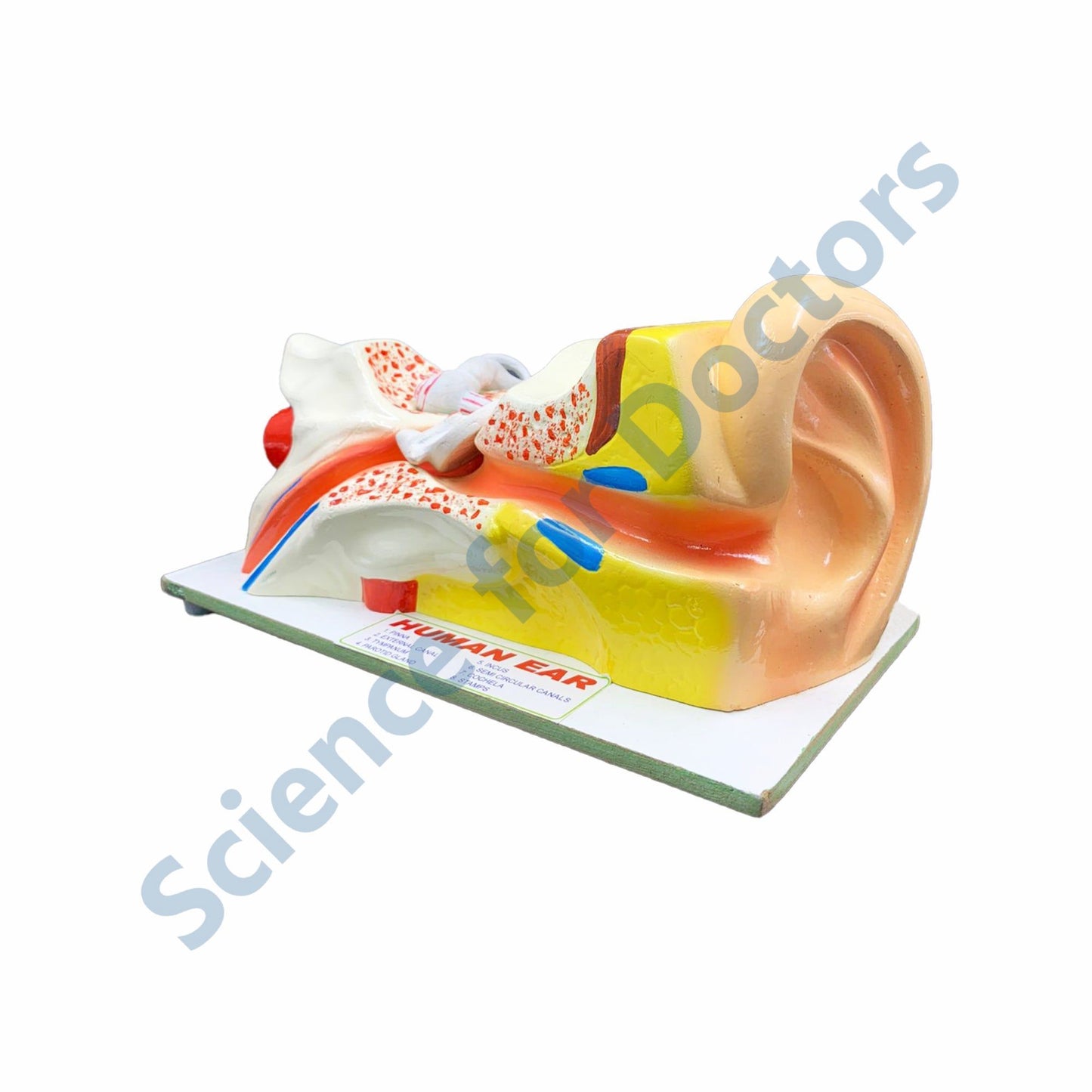 HUMAN EAR: 3D Anatomical Models