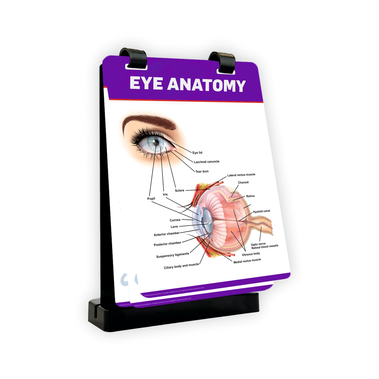 A4 Flip Wipe with 3D Therapy Board - Eye Anatomy