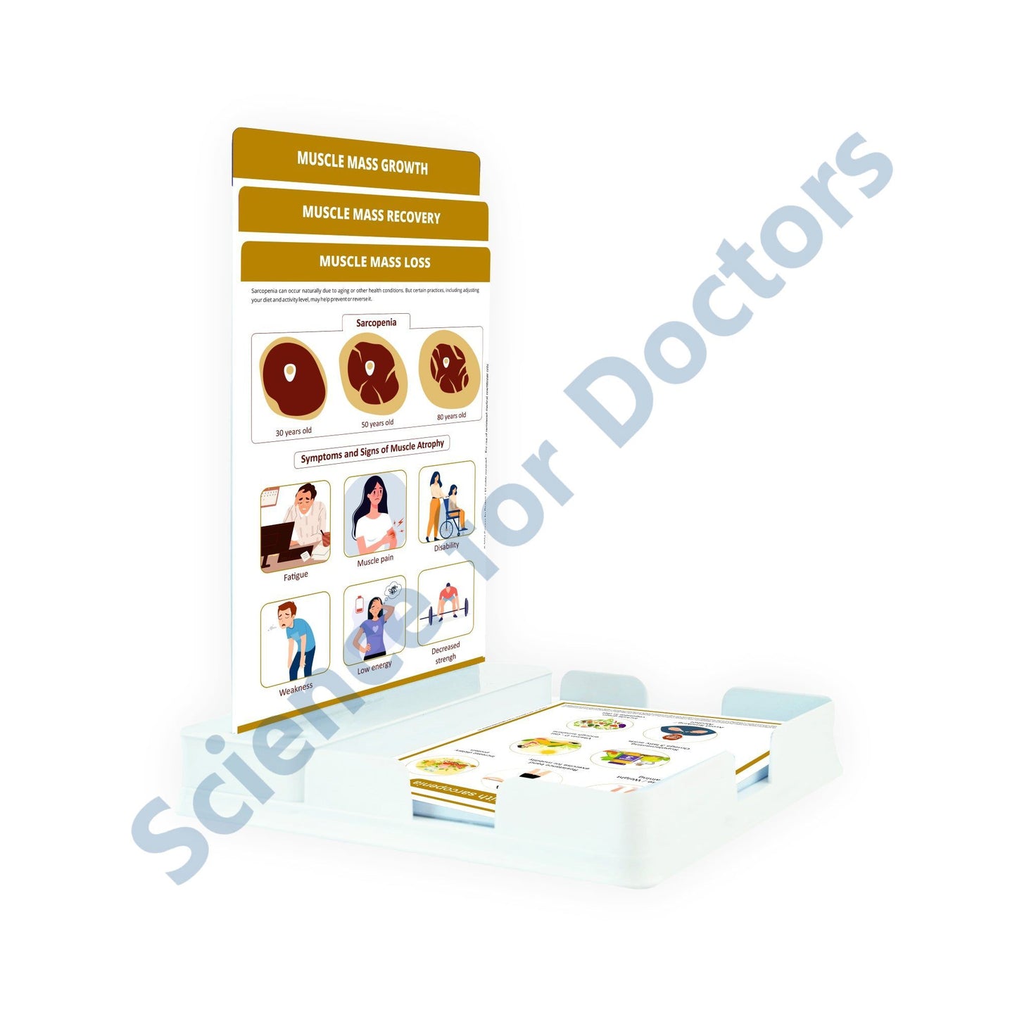 Muscle Mass Loss: 3 Slides Patient Leaflet Tray