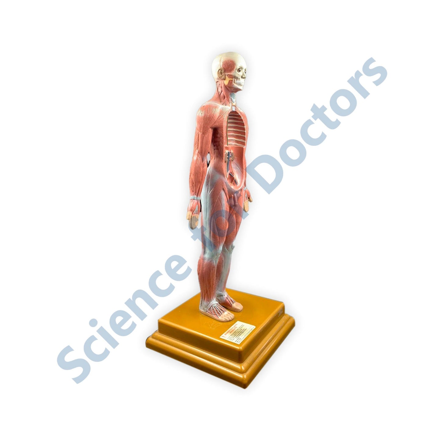 Human: 3D Anatomical Models