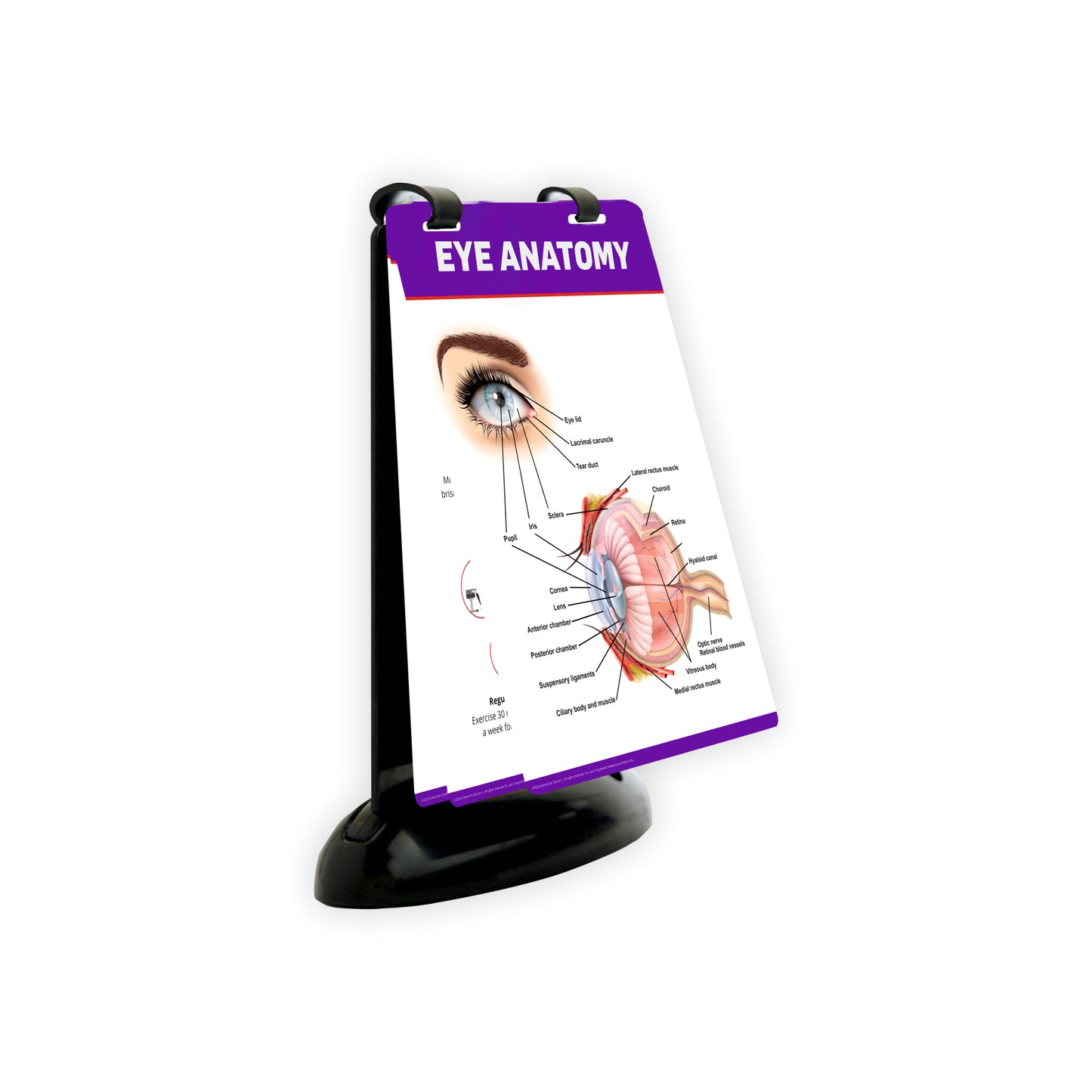 A5 Flip Wipe with 3D Therapy Board   - Eye Anatomy