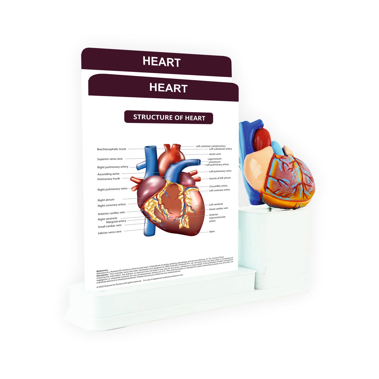 Heart: 2 Slides Write & Wipe with Anatomical Model on Stationary Stand