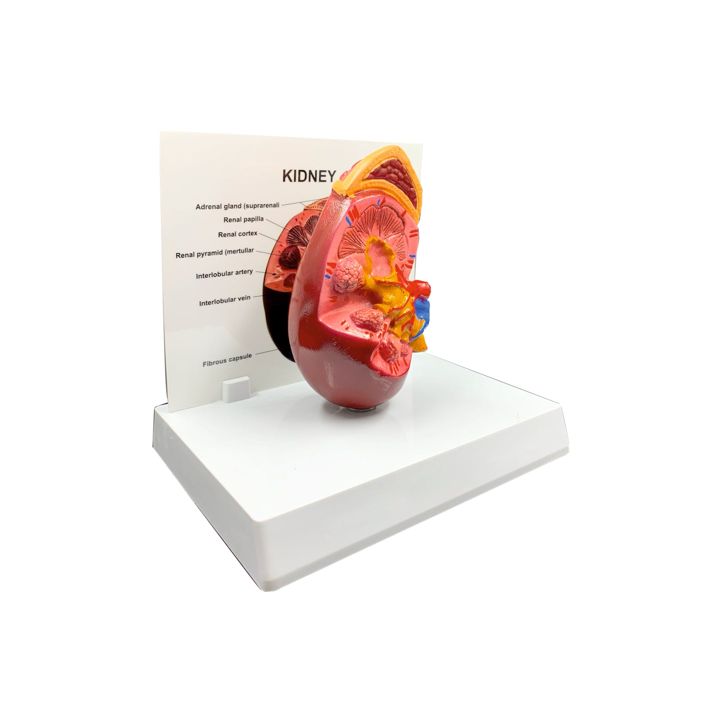 Kidney: 3D Anatomical Models