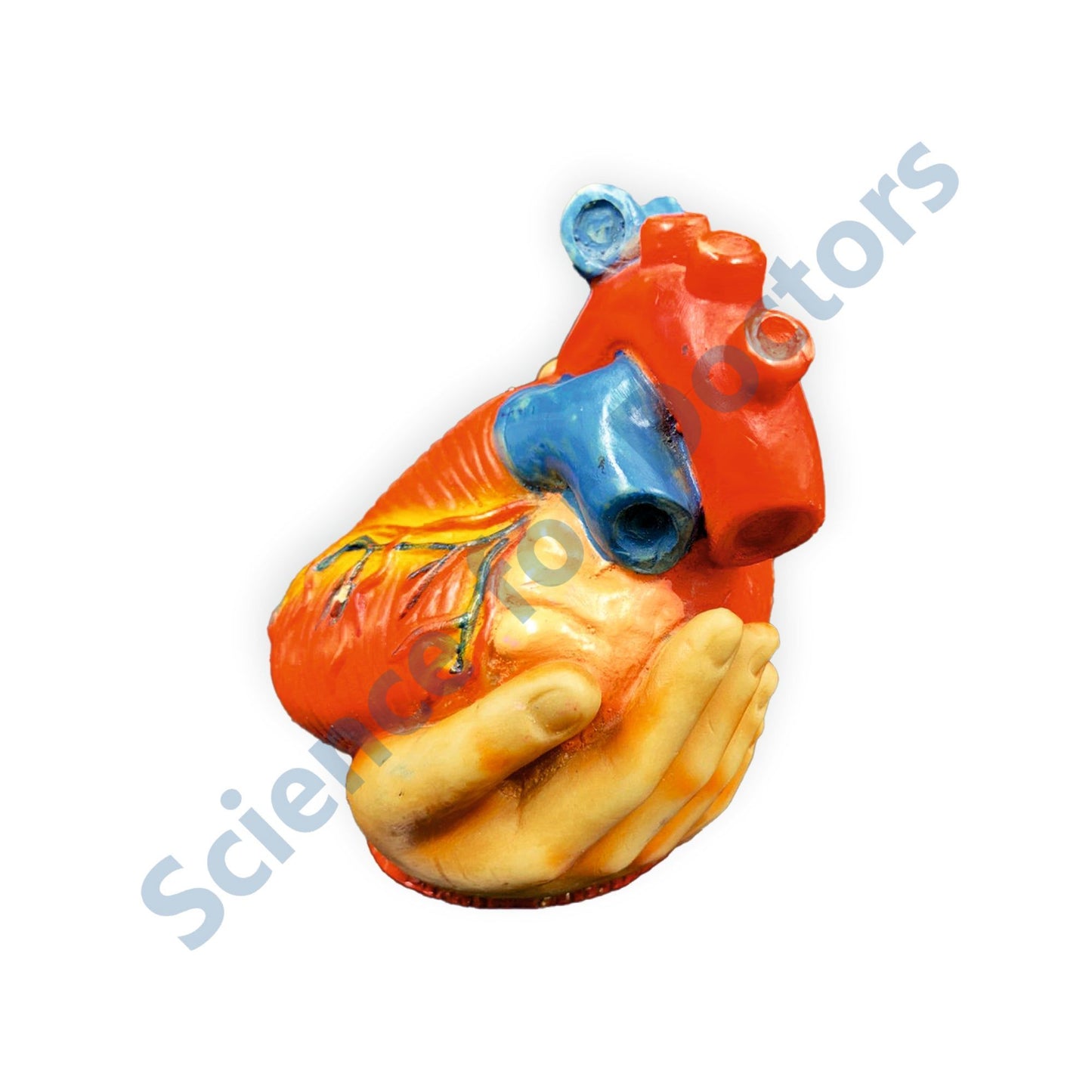 Heart: 3D Anatomical Models