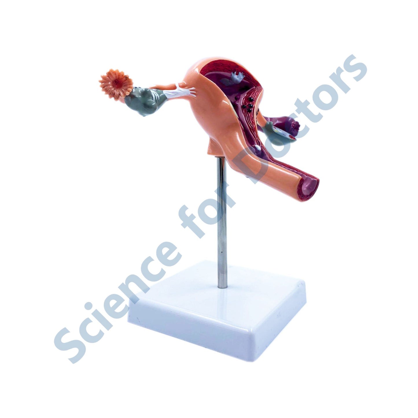 Uterus: 3D Anatomical Models