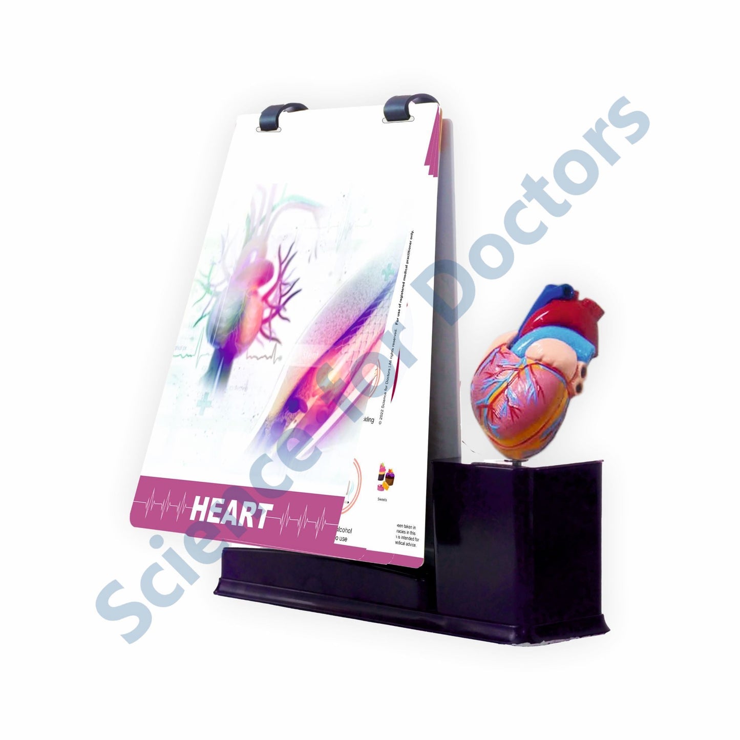 Heart: A4 Flip Wipe with Anatomical Model