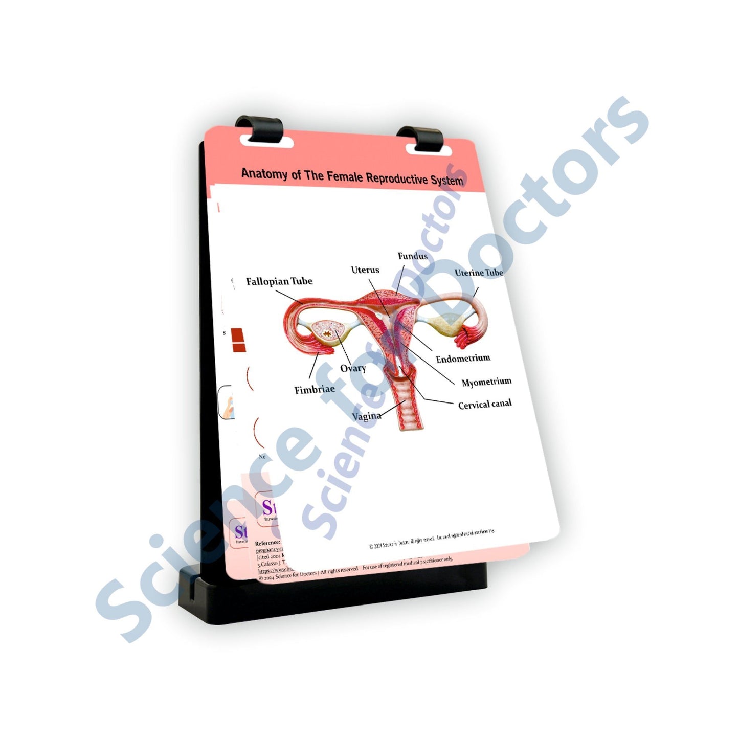 Anatomy of The Female Reproductive System: A4 Flip Wipe