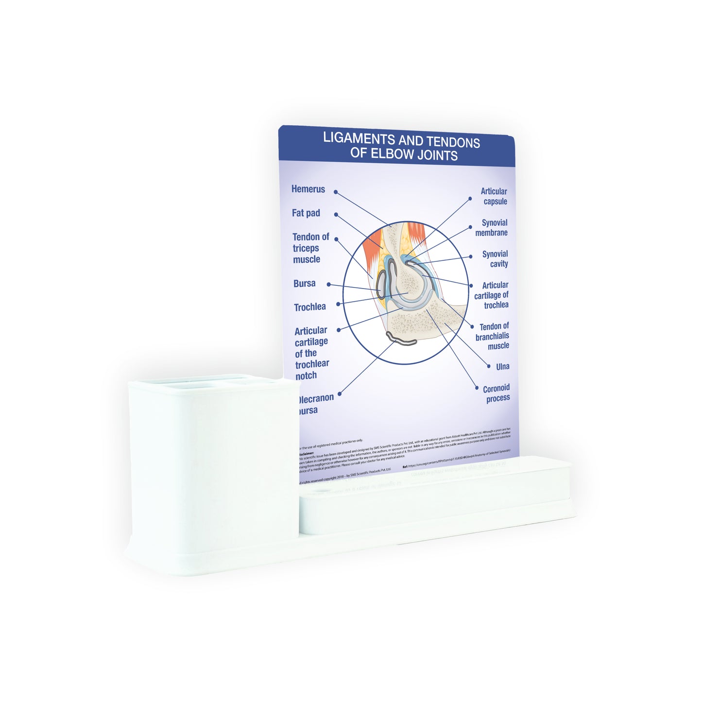 Ligaments and Tendons of Elbow Joints: 1 Slides Write & Wipe with Stationary Stand