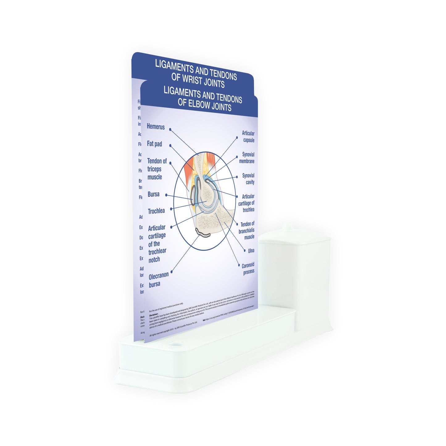 2 Slides Write & Wipe with Utility Container  - Ligaments and Tendons of Elbow Joints