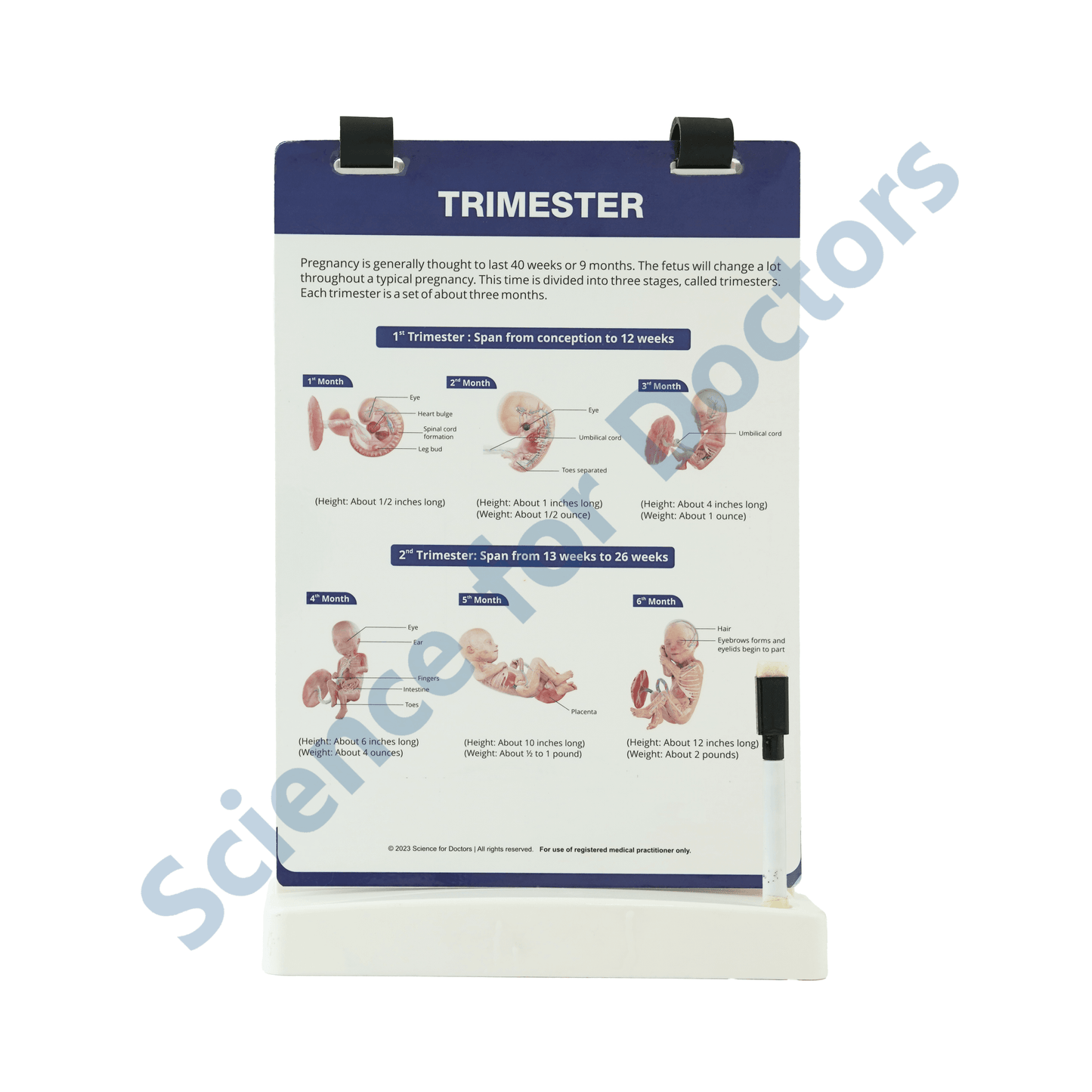 Baby Development: A4 Flip Wipe with 3D Therapy Board