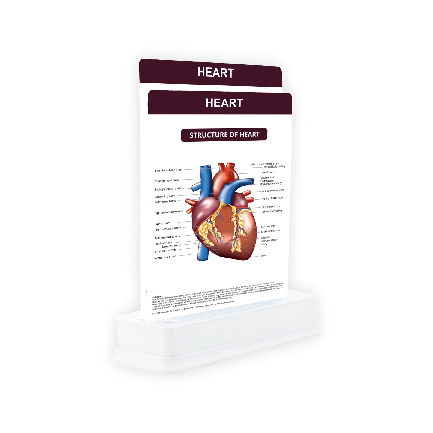 Heart: 2 Slides on Stand