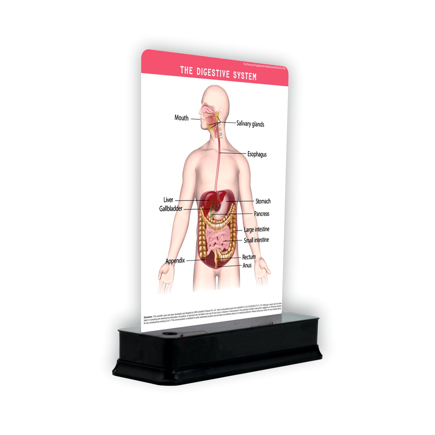 The Digestive System: 1 Slide on stand