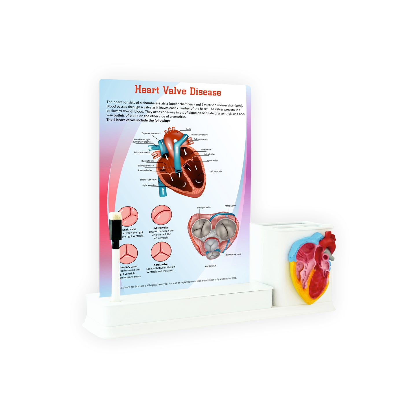 Heart Valve Disease: 1 Slide Write & Wipe With Anatomical model on Stationary Stand