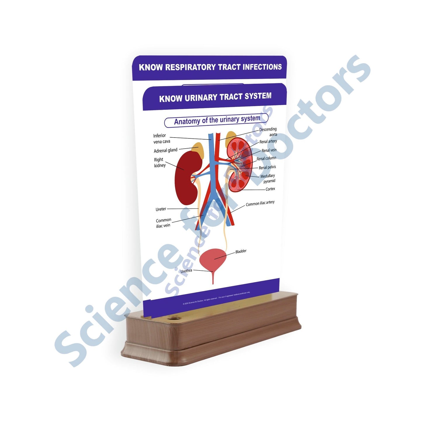 Know Urinary Tract System: 2 Slides on stand