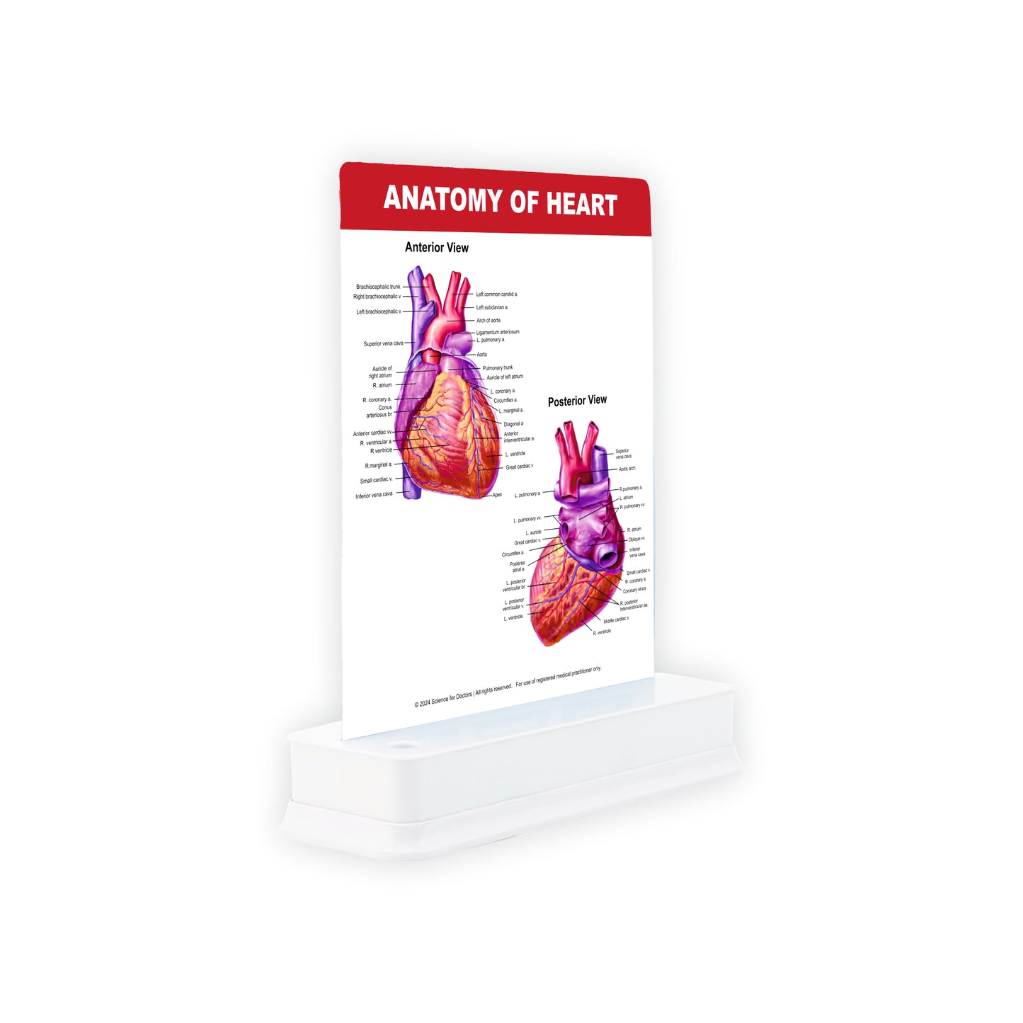 Anatomy of Heart: 1 Slide on stand