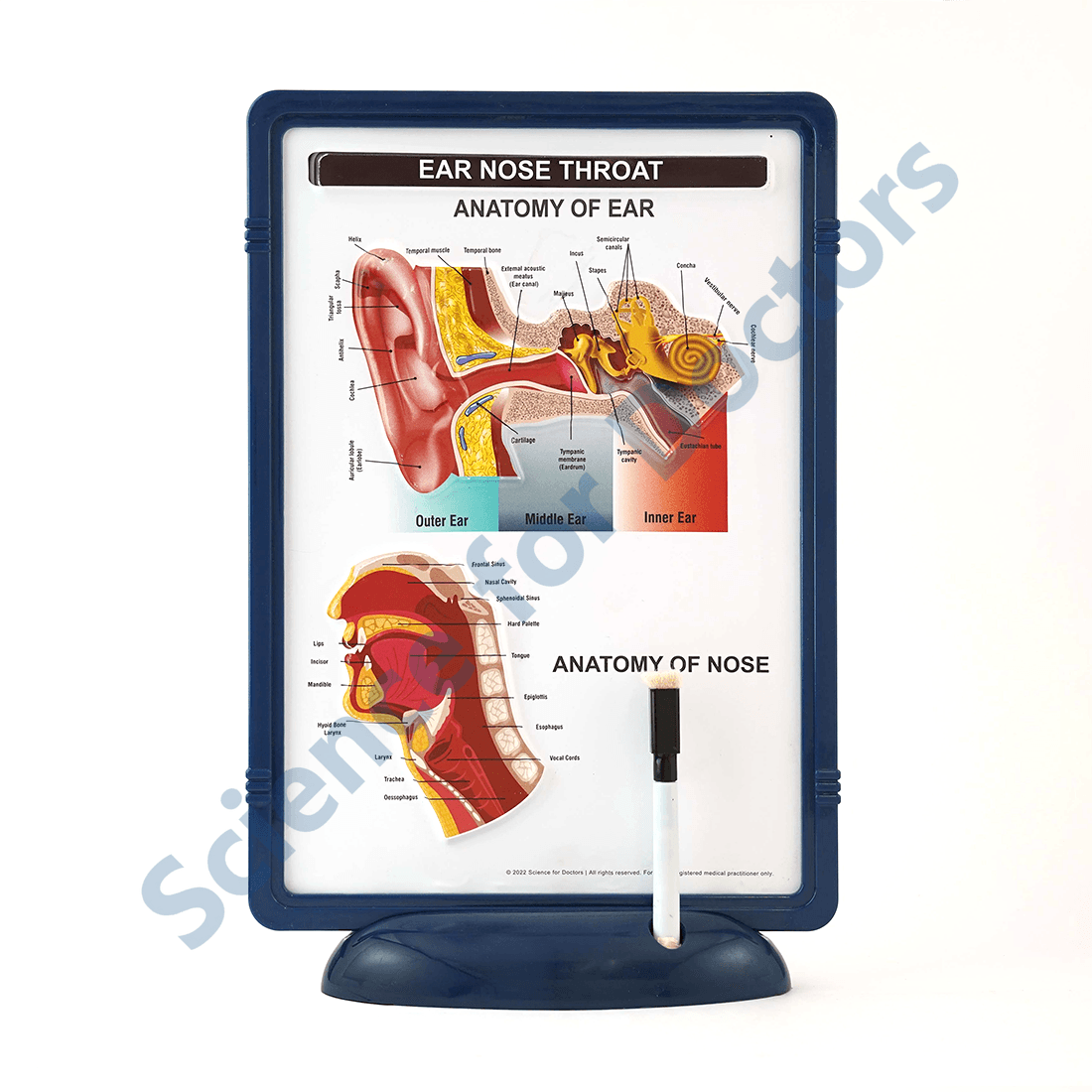 Ear Nose Throat: The Frame Write and Wipe