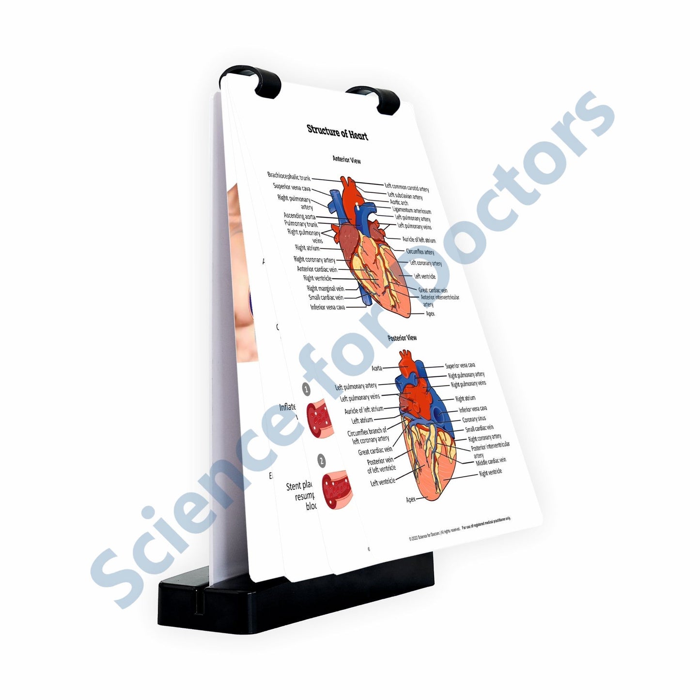 Structure of Heart: A4 Flip Wipe