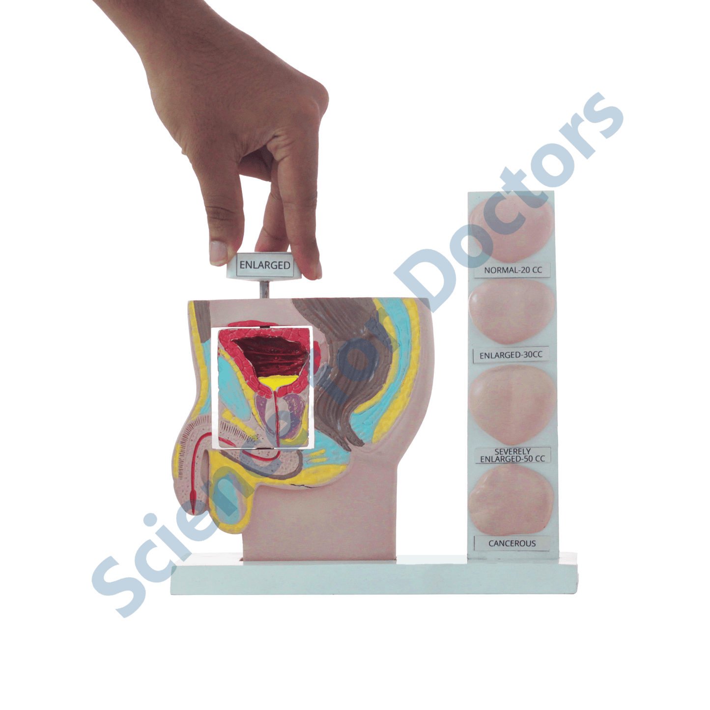 Prostate: 3D Anatomical Models