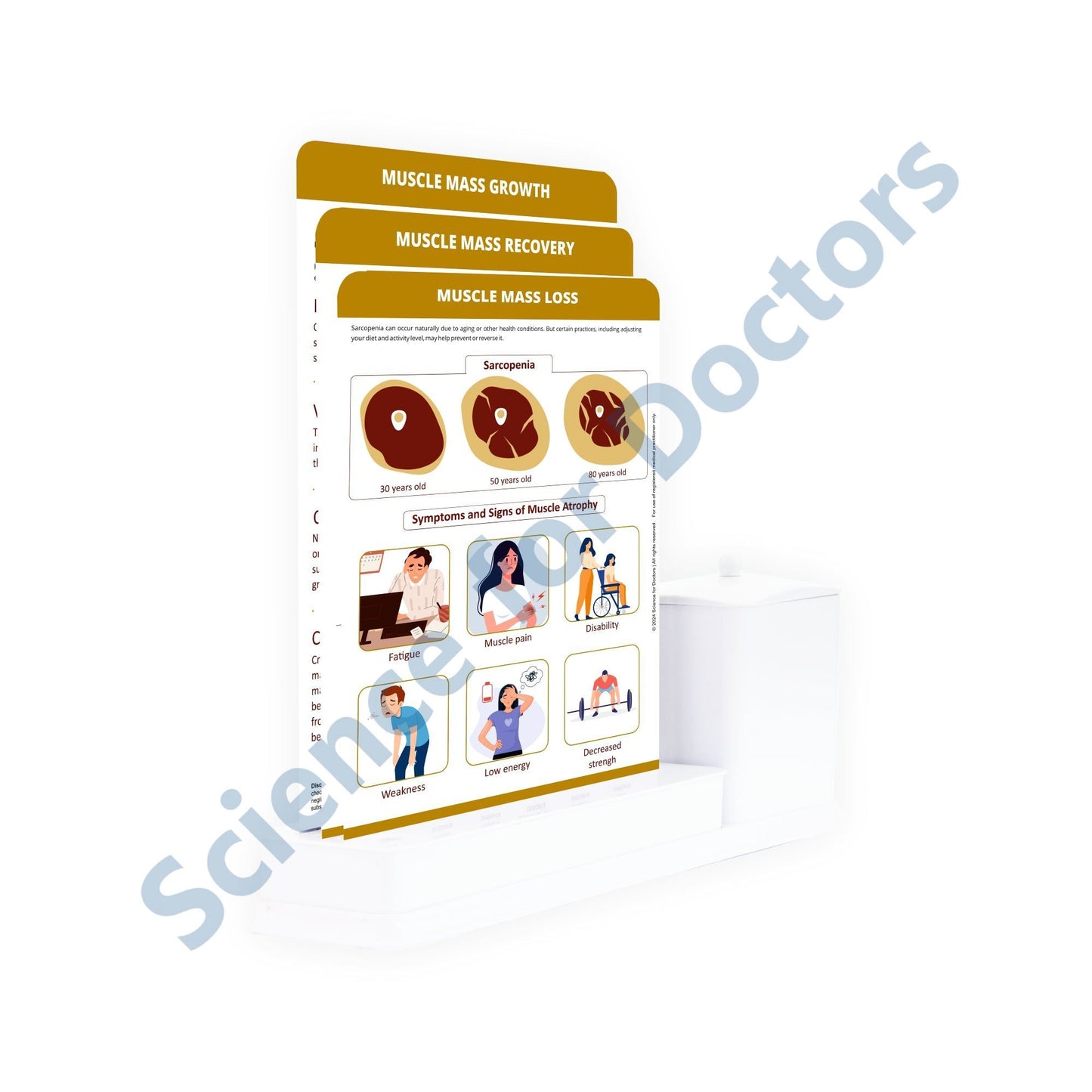 Muscle Mass Loss: 3 Slides Write & Wipe with Stationary Stand