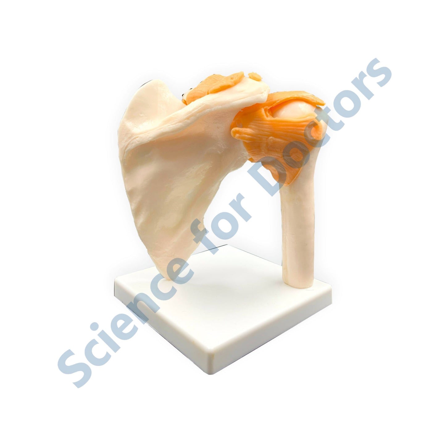 Human Arm Skeleton: 3D Anatomical Models