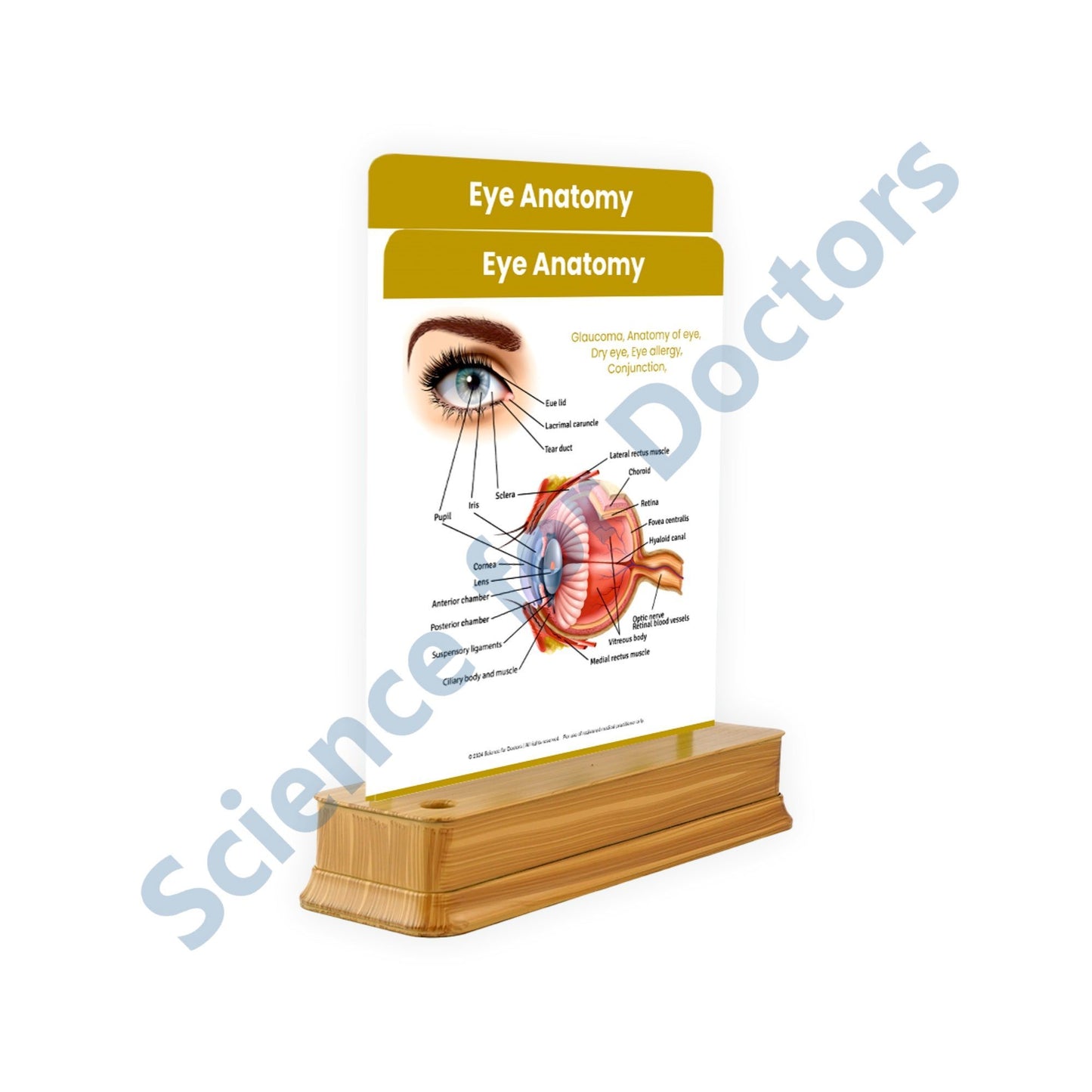 Eye Anatomy - 2 Slides With Stand